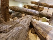 三瓶小豆原埋没林展示室内の流木群