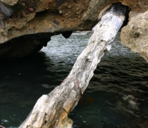 波根西の珪化木