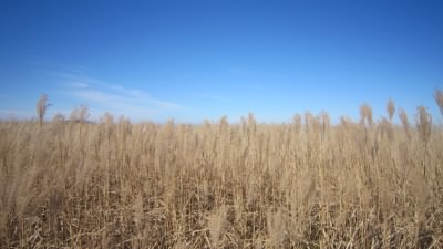 男三瓶山頂のススキ草原