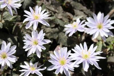 群生して咲くユキワリイチゲ