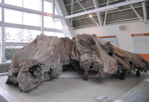 魚津埋没林出土木