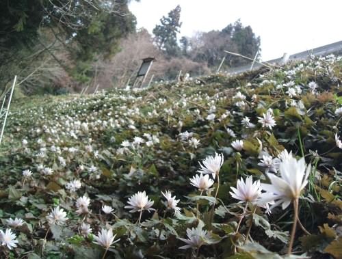 ユキワリイチゲ