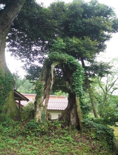 佐毘売山神社のシイ