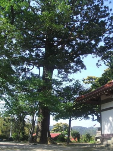 佐比売山神社のスギ